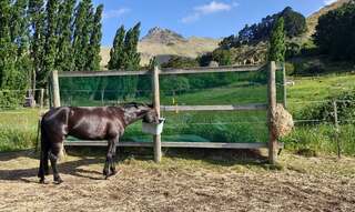 NEW HORSE