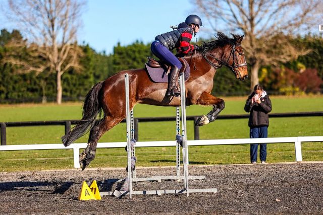 Everyday Horse Supplements | Healthy Horses Inside Out
