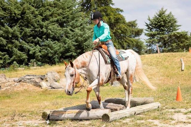 Horse Supplement Bundles | Healthy Horses Inside Out